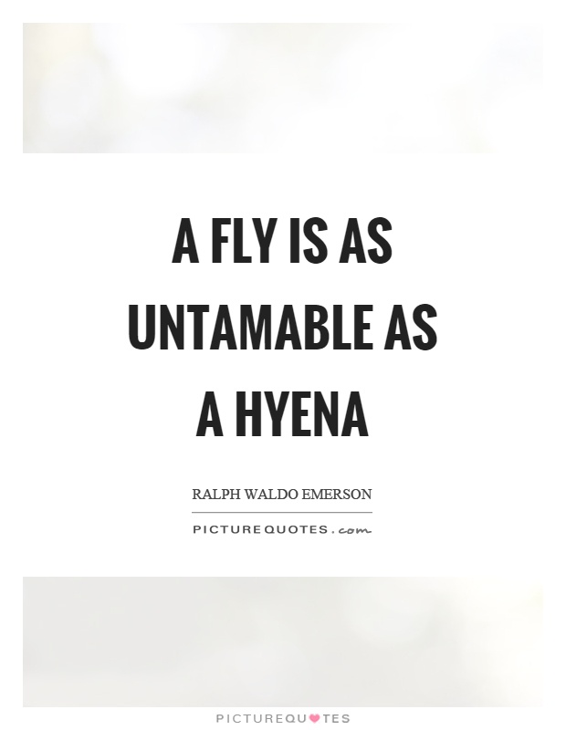 A fly is as untamable as a hyena Picture Quote #1