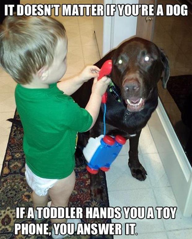 It doesn't matter if you're a dog, if a toddler hands you a toy phone, you answer it Picture Quote #1