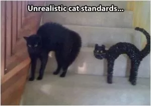 Unrealistic cat standards Picture Quote #1