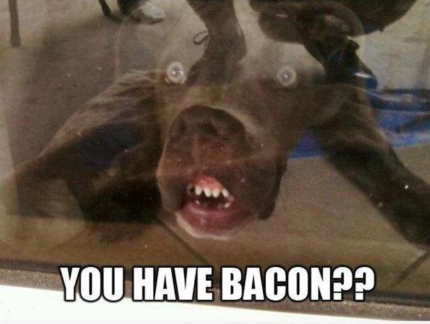 You have bacon? Picture Quote #1