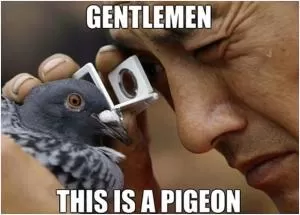 Gentlemen, this is a pigeon Picture Quote #1