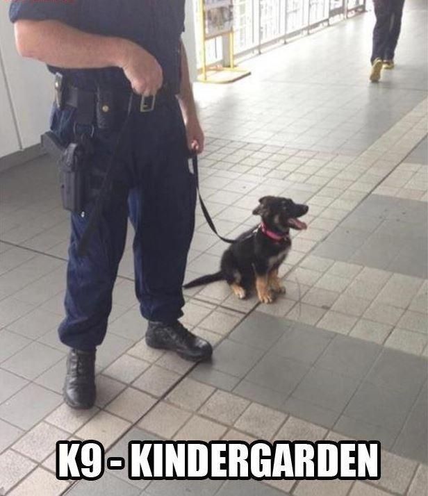 K9 - Kindergarten Picture Quote #1