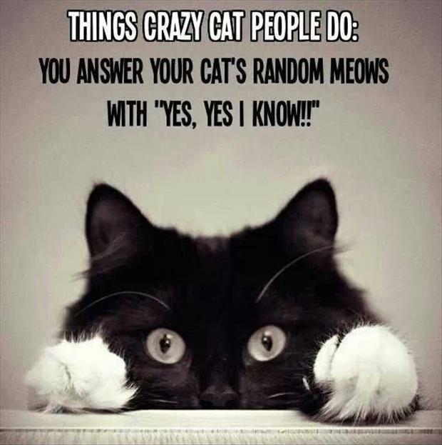 Things crazy cat people do: You answer your cat's random meows with “yes, yes I know!!” Picture Quote #1