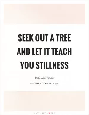 Seek out a tree and let it teach you stillness Picture Quote #1