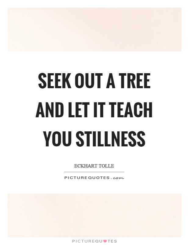 Seek out a tree and let it teach you stillness Picture Quote #1