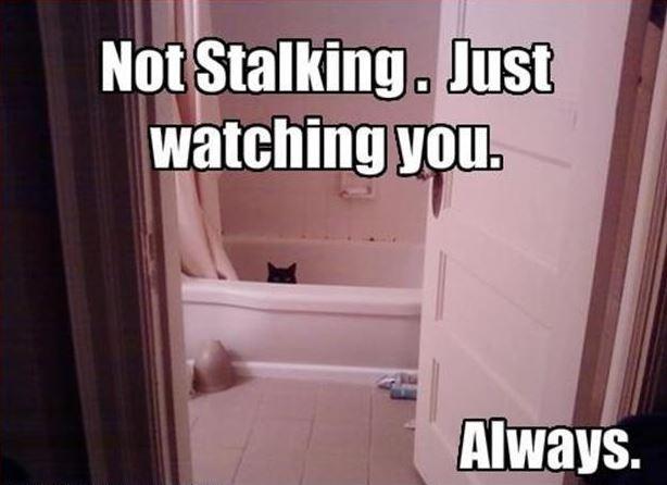 Not stalking. Just watching you. Always Picture Quote #1