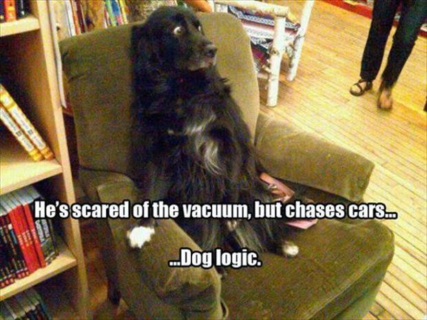 He's scared of the vacuum, but chases cars. Dog logic Picture Quote #1