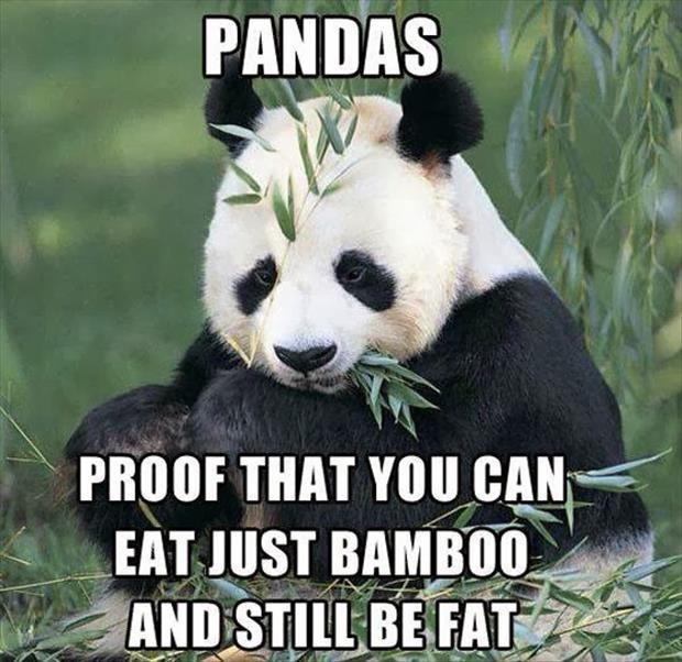 Pandas. Proof that you can eat just bamboo and still be fat Picture Quote #1