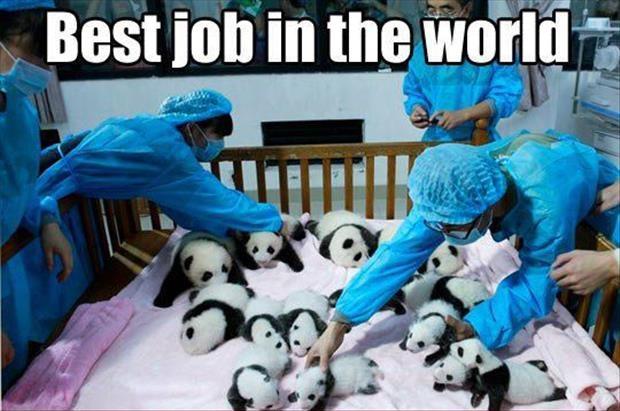 Best job in the world Picture Quote #1