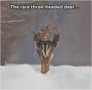 The rare three headed deer Picture Quote #1