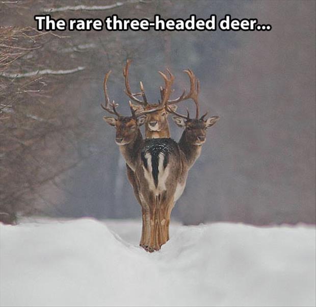 The rare three headed deer Picture Quote #1