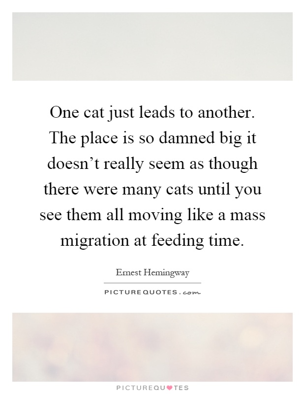 One cat just leads to another. The place is so damned big it doesn't really seem as though there were many cats until you see them all moving like a mass migration at feeding time Picture Quote #1