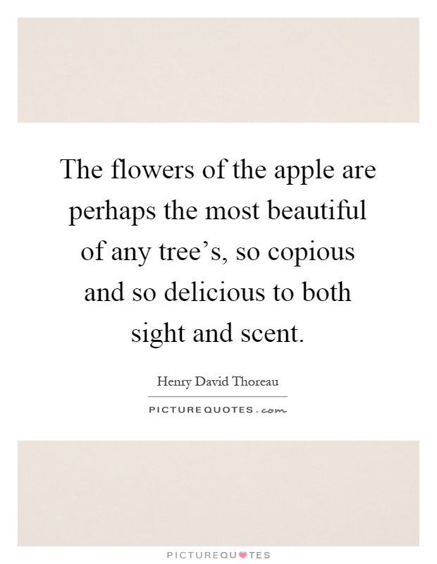 The flowers of the apple are perhaps the most beautiful of any tree's, so copious and so delicious to both sight and scent Picture Quote #1