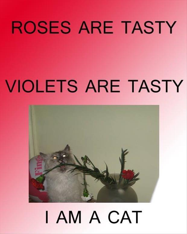 Roses are tasty. Violets are tasty. I am a cat Picture Quote #1