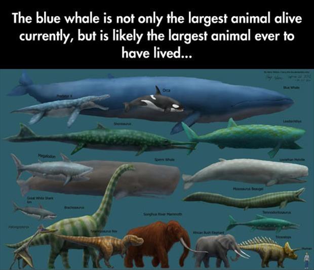 The blue whale is not only the largest animal alive currently, but is likely the largest animal ever to have lived Picture Quote #1