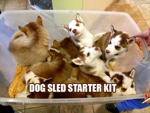 Dog sled starter kit Picture Quote #1