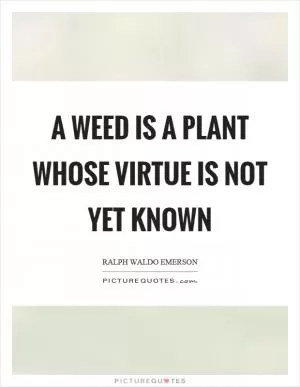 A weed is a plant whose virtue is not yet known Picture Quote #1