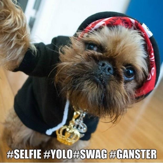 Selfie. YOLO. Swag. Gangster Picture Quote #1
