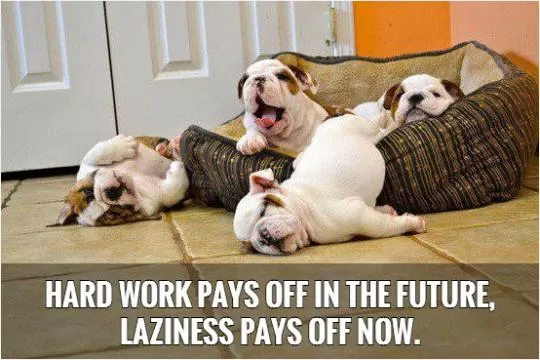 Hard work pays off in the future, laziness pays off now Picture Quote #1