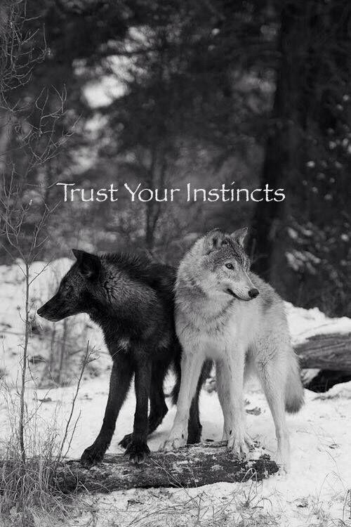 Always trust your instincts Picture Quote #2