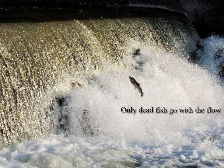 Only dead fish go with the flow Picture Quote #5