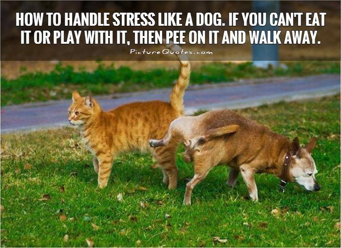 How to handle stress like a dog. If you can't eat it or play with it, then pee on it and walk away Picture Quote #1