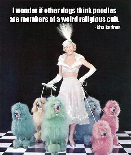 I wonder if other dogs think poodles are members of a weird religious cult Picture Quote #1