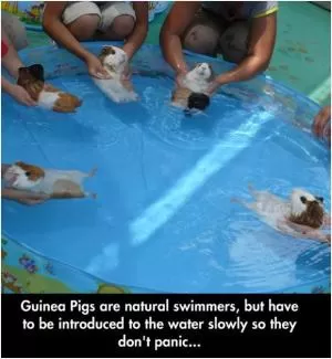Guinea Pigs are natural swimmers, but have to be introduced to the water slowly so they don’t panic Picture Quote #1