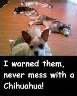 I warned them, never mess with a Chihuahua! Picture Quote #1