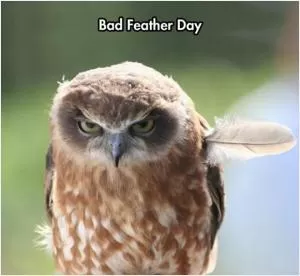 Bad feather day Picture Quote #1
