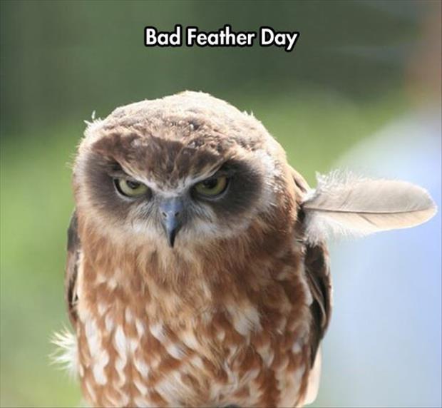 Bad feather day Picture Quote #1