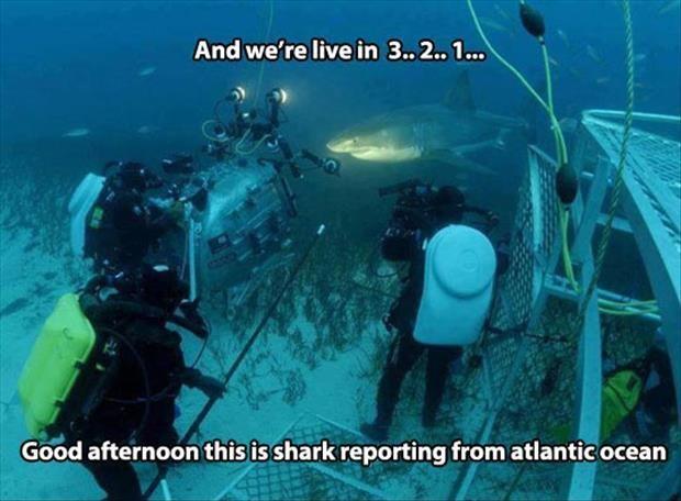 And we're live in 3... 2... 1...  Good afternoon this is shark reporting from Atlantic Ocean Picture Quote #1