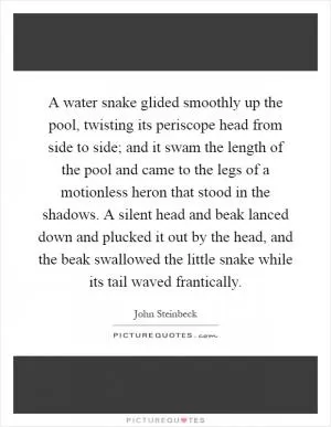 A water snake glided smoothly up the pool, twisting its periscope head from side to side; and it swam the length of the pool and came to the legs of a motionless heron that stood in the shadows. A silent head and beak lanced down and plucked it out by the head, and the beak swallowed the little snake while its tail waved frantically Picture Quote #1