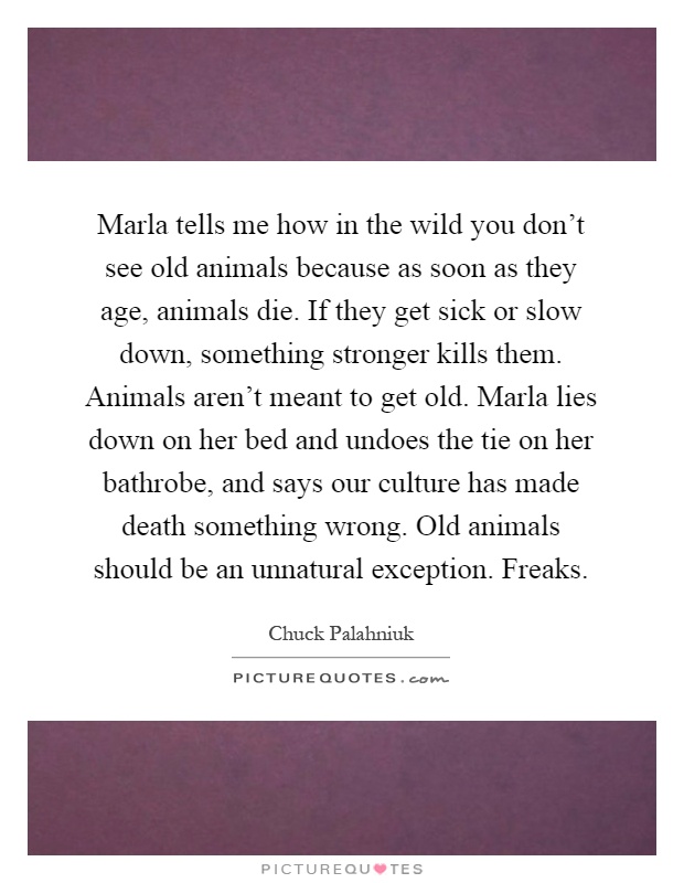 Marla tells me how in the wild you don't see old animals because as soon as they age, animals die. If they get sick or slow down, something stronger kills them. Animals aren't meant to get old. Marla lies down on her bed and undoes the tie on her bathrobe, and says our culture has made death something wrong. Old animals should be an unnatural exception. Freaks Picture Quote #1