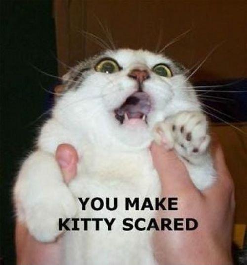 You make kitty scared Picture Quote #1