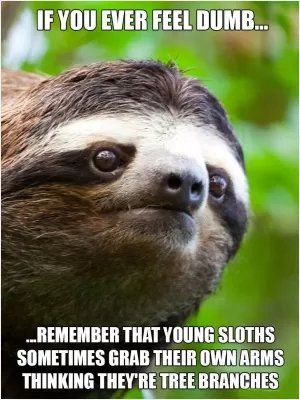 If you ever feel dumb remember that young sloths sometimes grab their own arms thinking they're tree branches Picture Quote #1