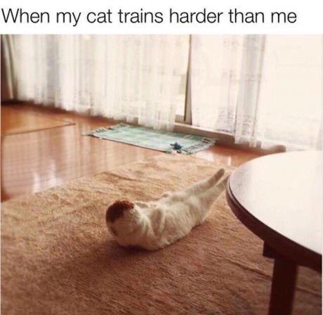 When my cat trains harder than me Picture Quote #1