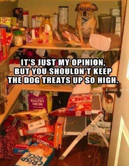 It's just my opinion, but you shouldn't keep the dog treats up so high Picture Quote #1