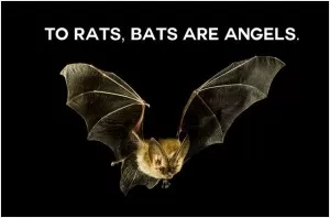 To rats, bats are angels Picture Quote #1