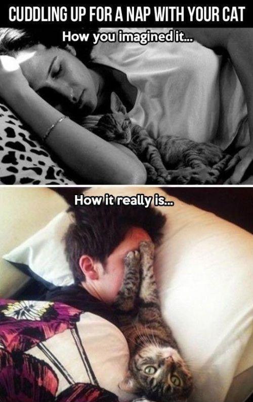 Cuddling up for a nap with your cat. How you imagined it. How it really is Picture Quote #1