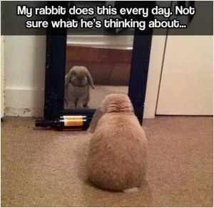 My rabbit does this every day. Not sure what he's thinking Picture Quote #1