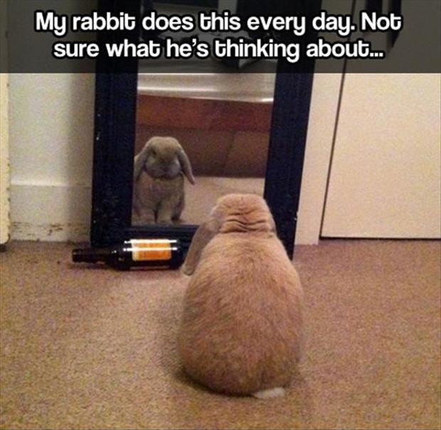 My rabbit does this every day. Not sure what he's thinking Picture Quote #1