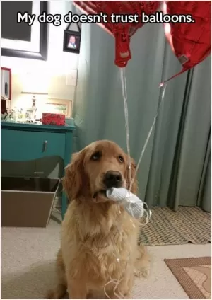My dog doesn't trust balloons Picture Quote #1