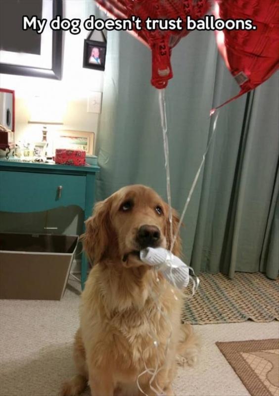 My dog doesn't trust balloons Picture Quote #1