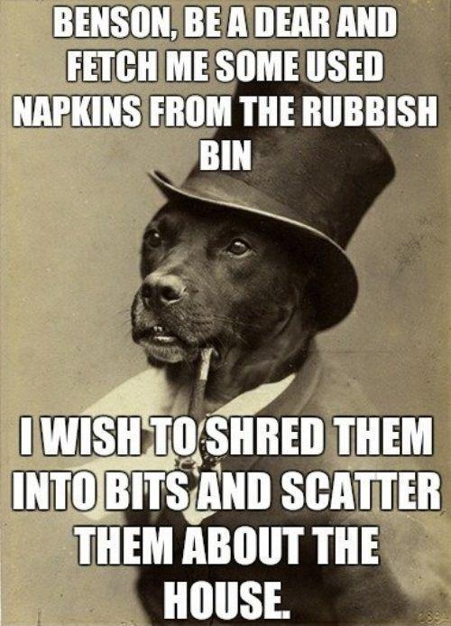 Benson, be a dear and fetch me some used napkins from the rubbish bin. I wish to shred them into bits and scatter them about the house Picture Quote #1