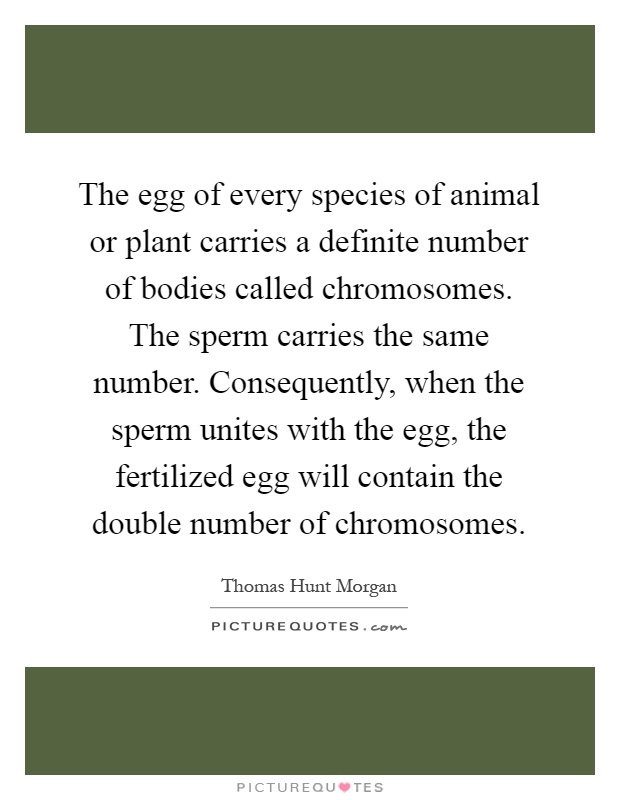 The egg of every species of animal or plant carries a definite number of bodies called chromosomes. The sperm carries the same number. Consequently, when the sperm unites with the egg, the fertilized egg will contain the double number of chromosomes Picture Quote #1