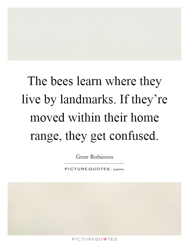 The bees learn where they live by landmarks. If they're moved within their home range, they get confused Picture Quote #1