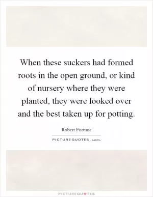 When these suckers had formed roots in the open ground, or kind of nursery where they were planted, they were looked over and the best taken up for potting Picture Quote #1