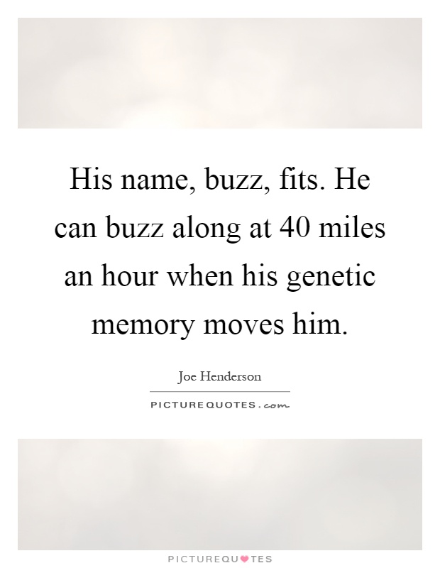 His name, buzz, fits. He can buzz along at 40 miles an hour when his genetic memory moves him Picture Quote #1