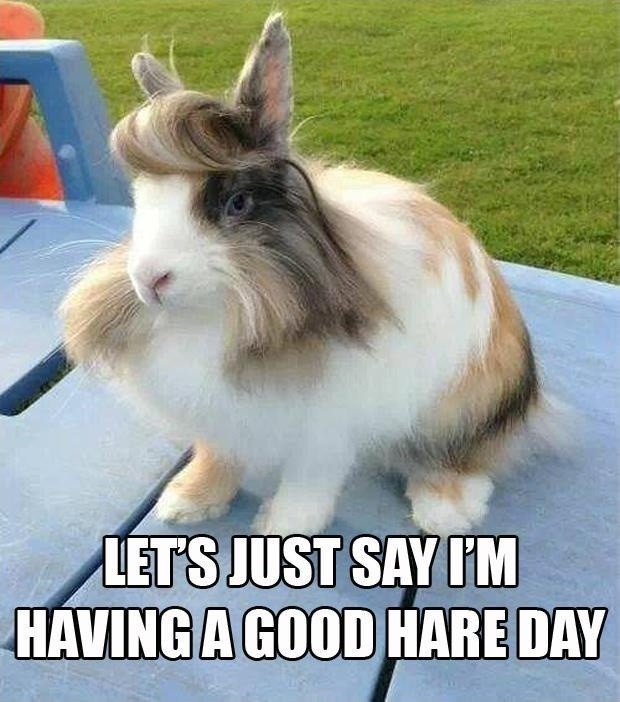 Let's just say I'm having a good hare day Picture Quote #1
